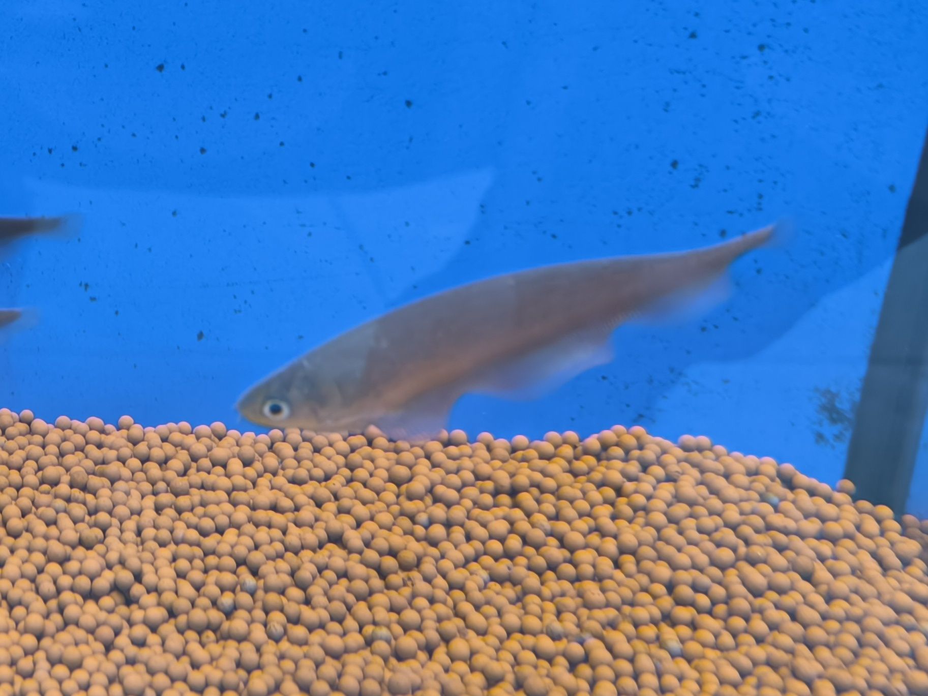PEIXE FACA AFRICANO (Xenomystus Nigri)