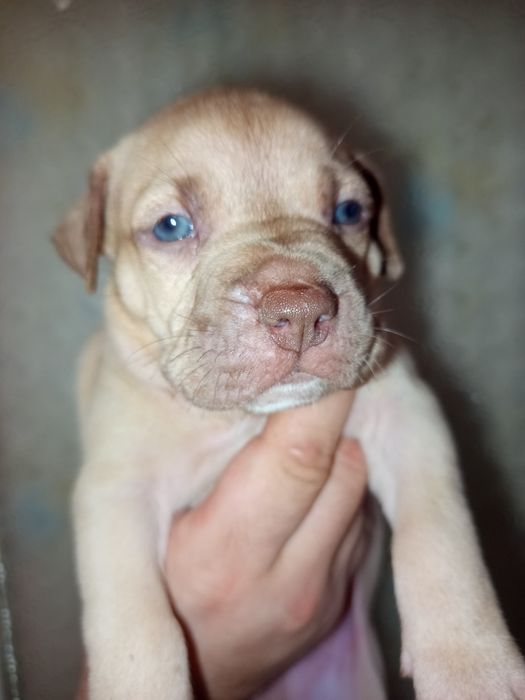 Красноносый питбуль, Киев