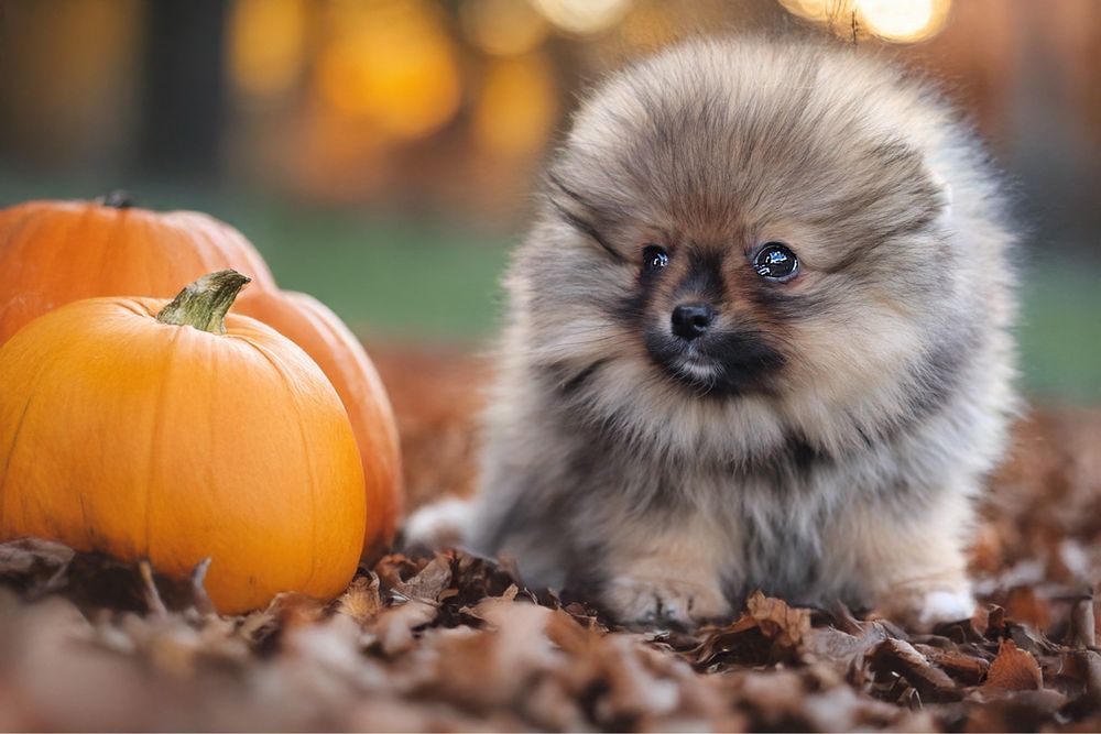 Malutka sunia miś szpic miniaturowy pomeranian ZKwP FCI