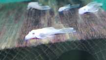 Ancistrus Snow White / Glonojad / Znana płeć / WYSYŁKA