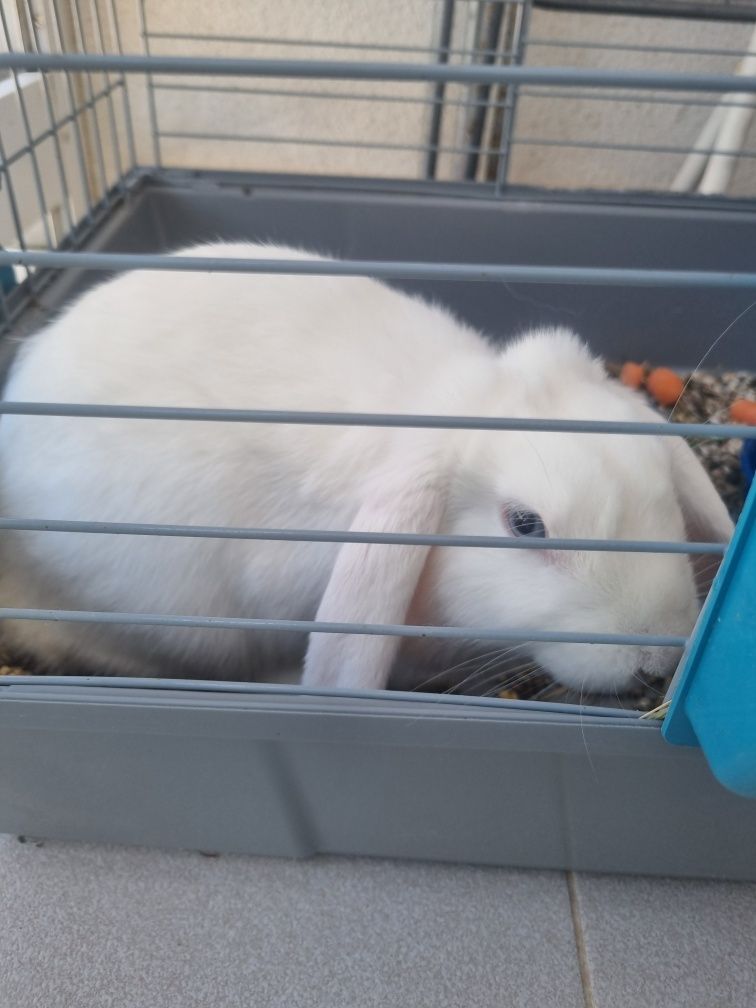 Coelho mini lop branco