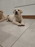 Labrador retriever