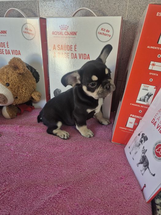 Bulldog Francês Macho Black tan Criadora Registada PT 3088 FL