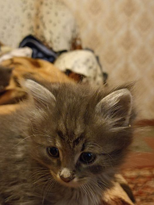Віддам кошенят в добрі руки