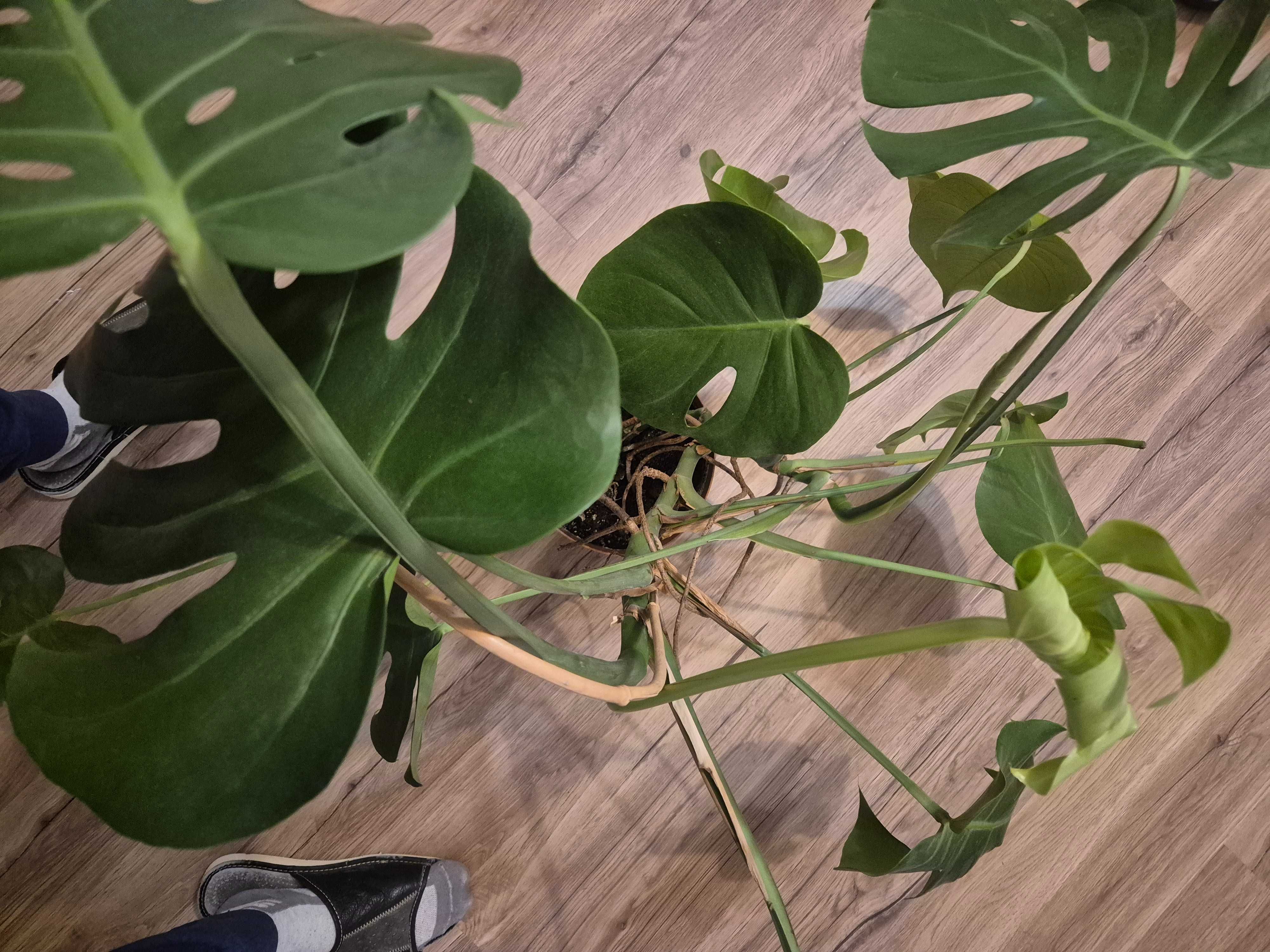 Monstera Dziurawa (Monstera deliciosa) duża (z doniczką)