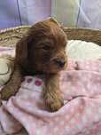 Cavapoo chłopiec brązowy śliczny