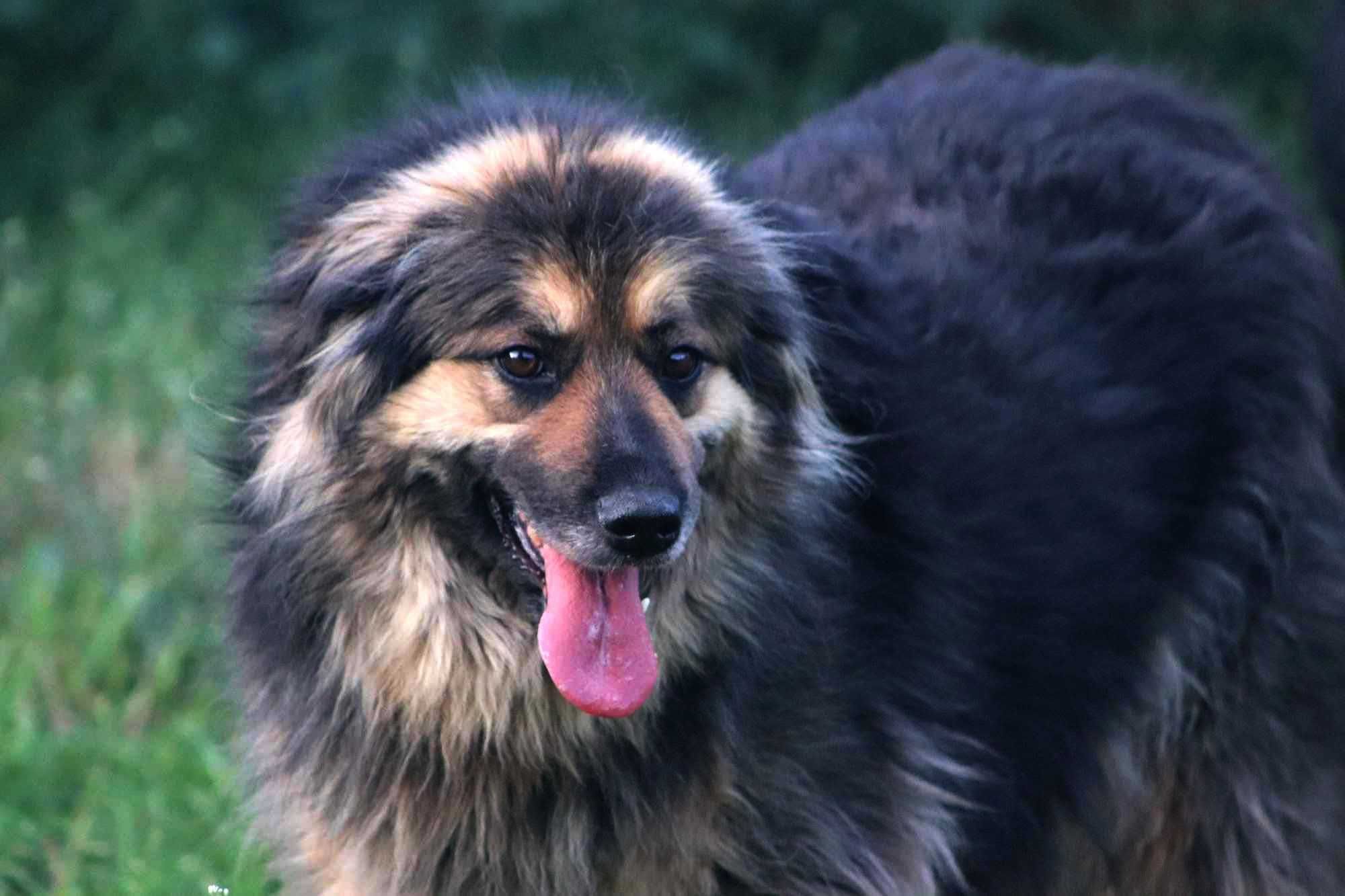Pokochaj KOLINE czeka na domek