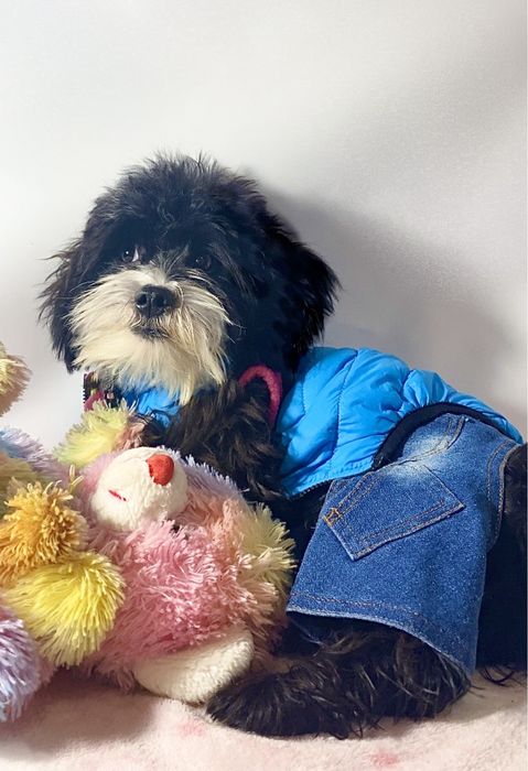 Няшний поюшевий міні мальтипу F1 бебі фейс