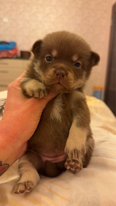 Цуценя метис шпіцбуль