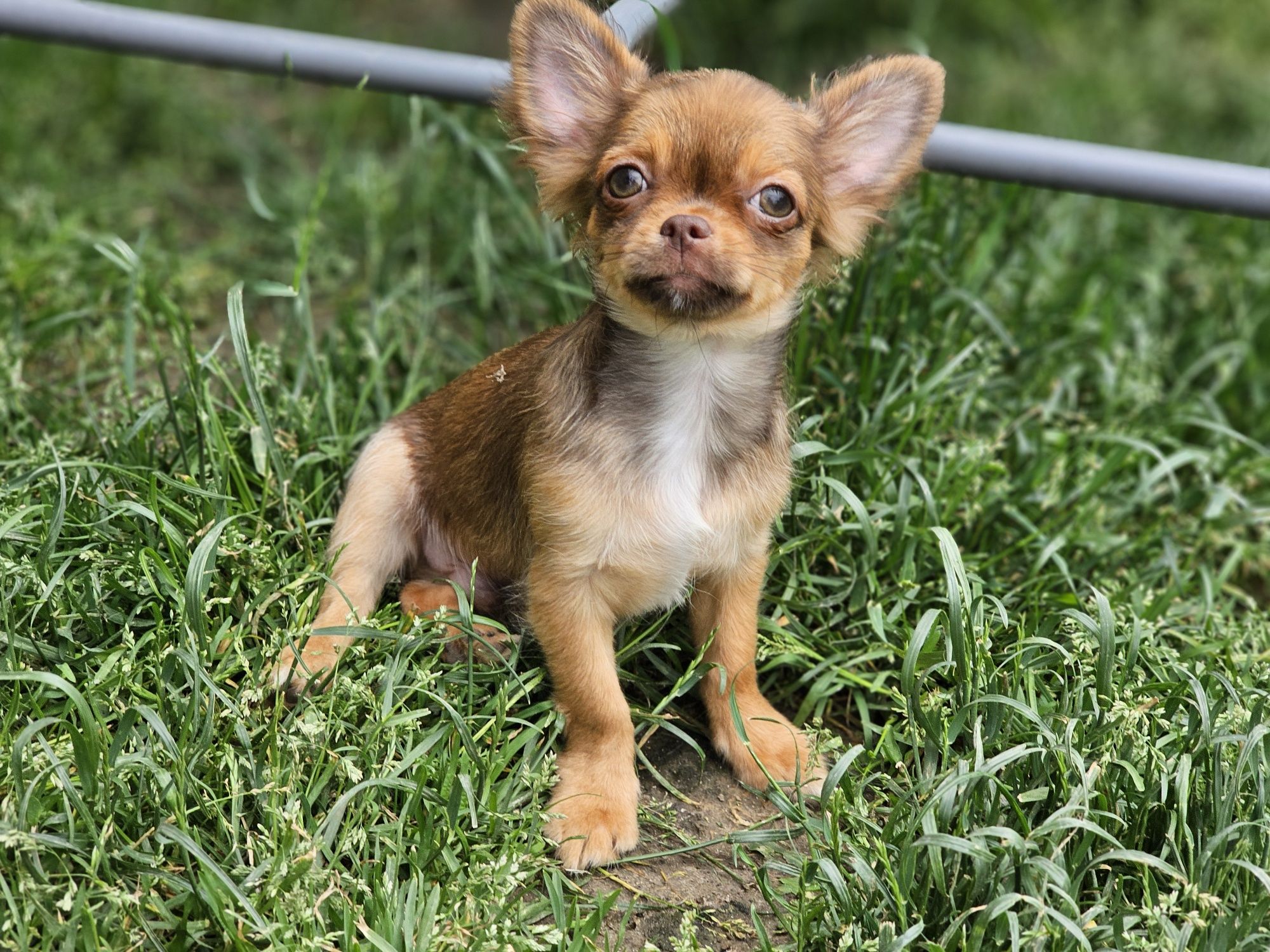 Chihuahua długowłosa piesek xxs sable Zkwp