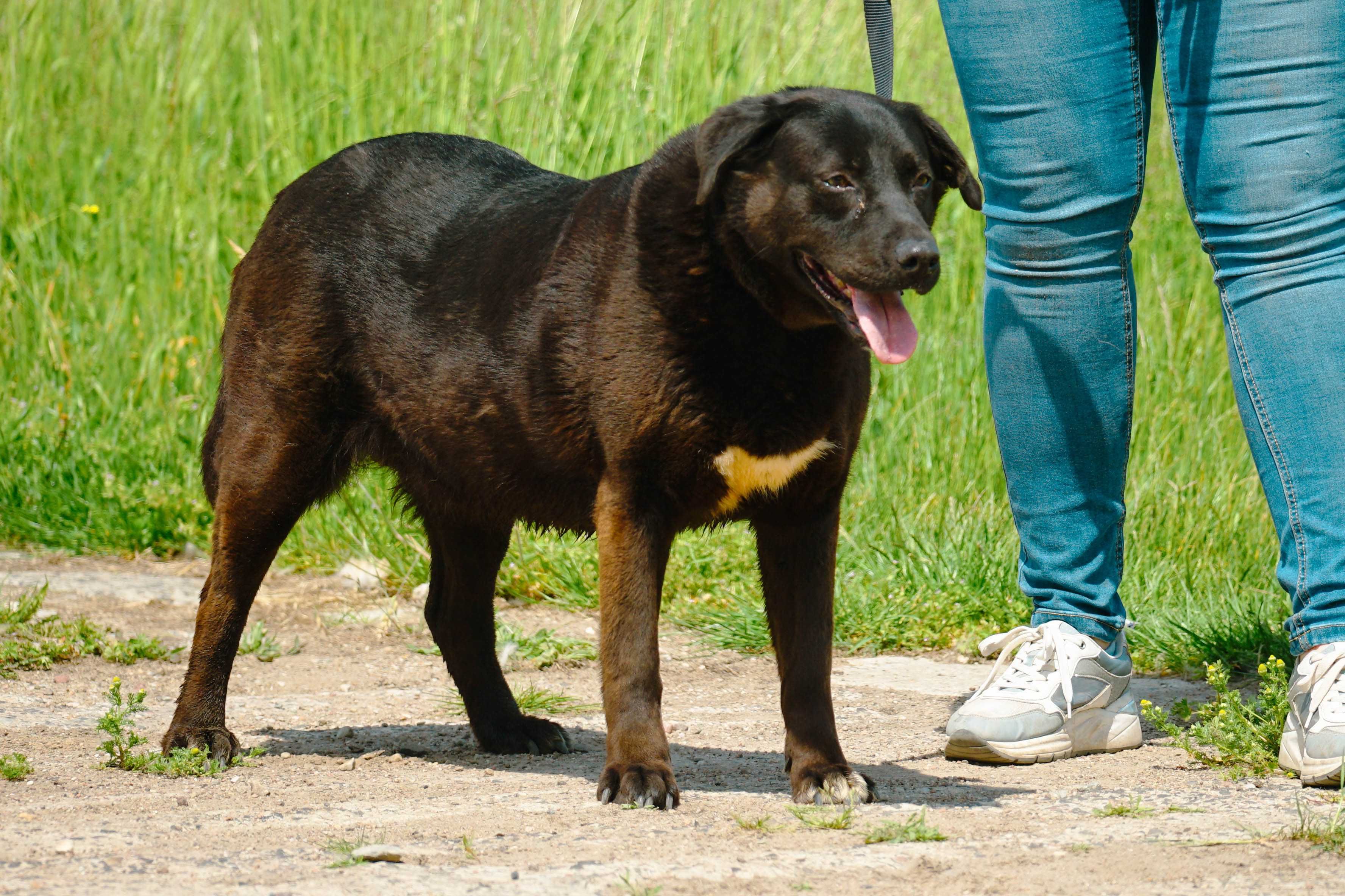 SABINA - śliczna sunia w typie labradora