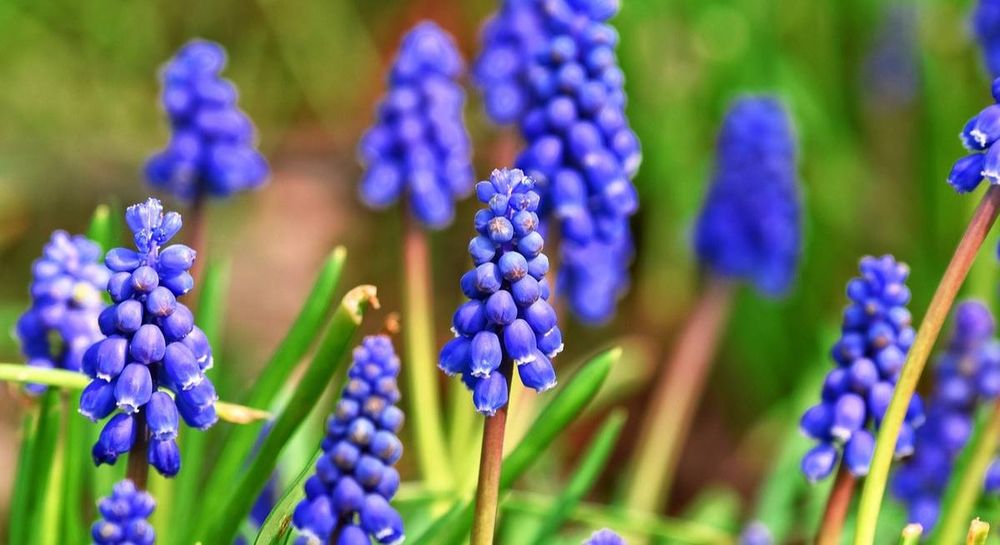 Цветы бордюрные мускари, птицемлечник