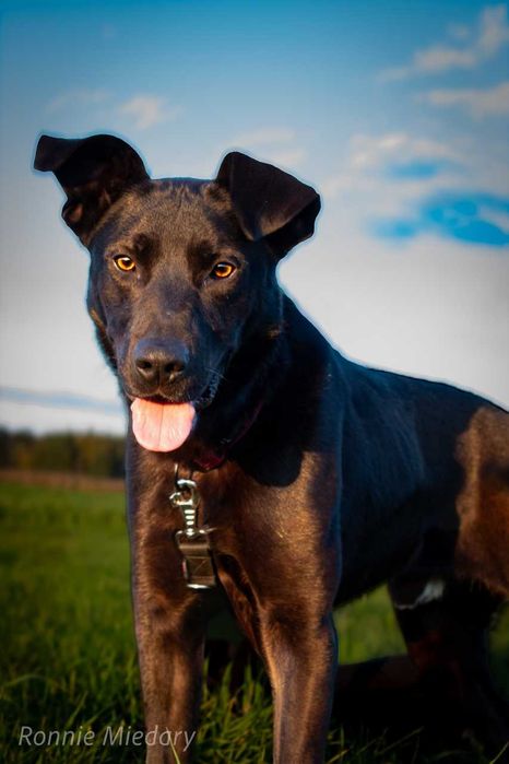 Ronnie - piękny, duży, przyjazny pies ADOPCJA