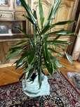 Dracena zielono-żółta – 110 cm – piękna ozdobna roślina doniczkowa