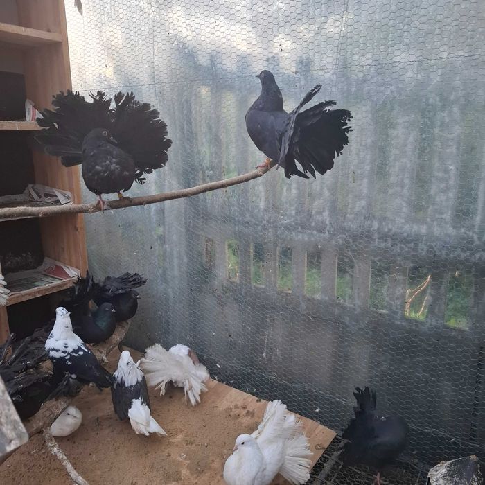 Młode Gołębie Pawik Pawiki