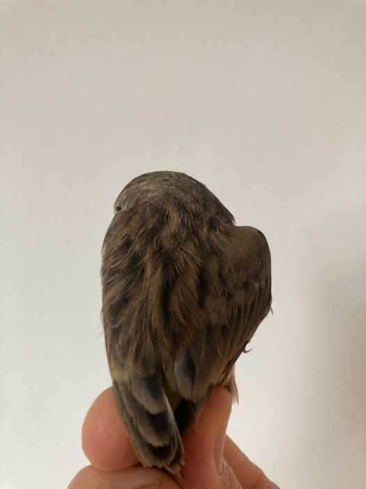 Hibrida ( femea ) pintarroxo x canaria