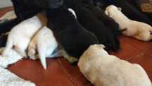 Filhotes de labrador para adoção responsável
