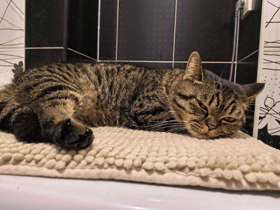 Лагідна британська кішка Юмі в добрі руки