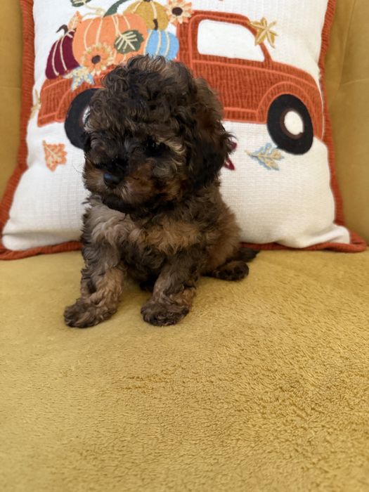 Pudel Toy - czarny-merlle- laleczki