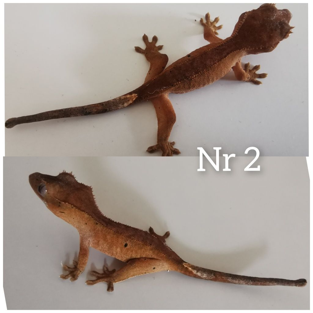 Gekon orzesiony nsx