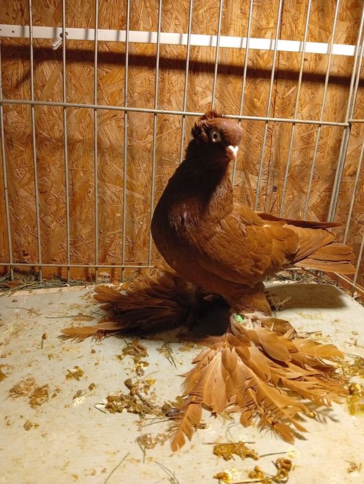 Golebie Wywrotki wschodniopruski