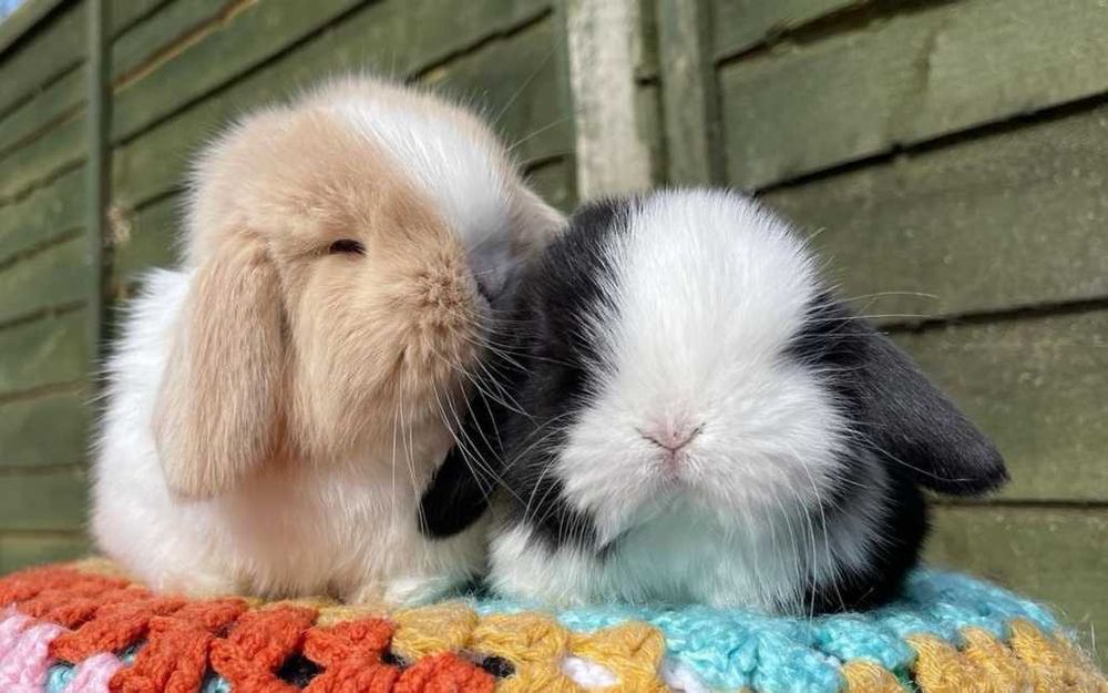 KIT Coelhos anões orelhudos, mini lop super inteligentes e dóceis