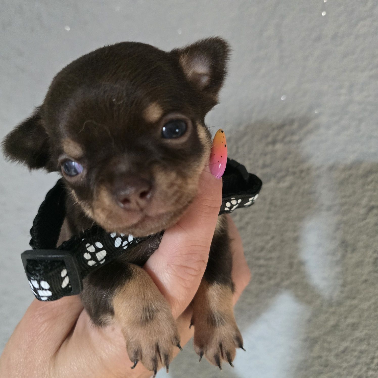 Chihuahua samiec czekoladowy podpalany