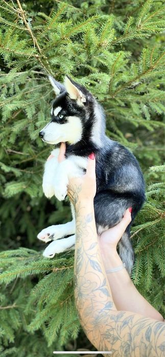 ‼️Неймовірні малюки міні-хаскі | Терміново розпродаемо щенят!!!