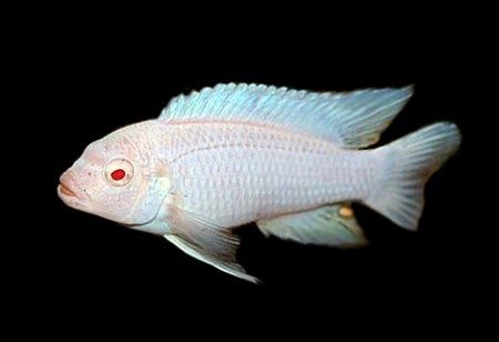 Pseudotropheus socolofi albino Снежный принц Малавийские Цихлиды