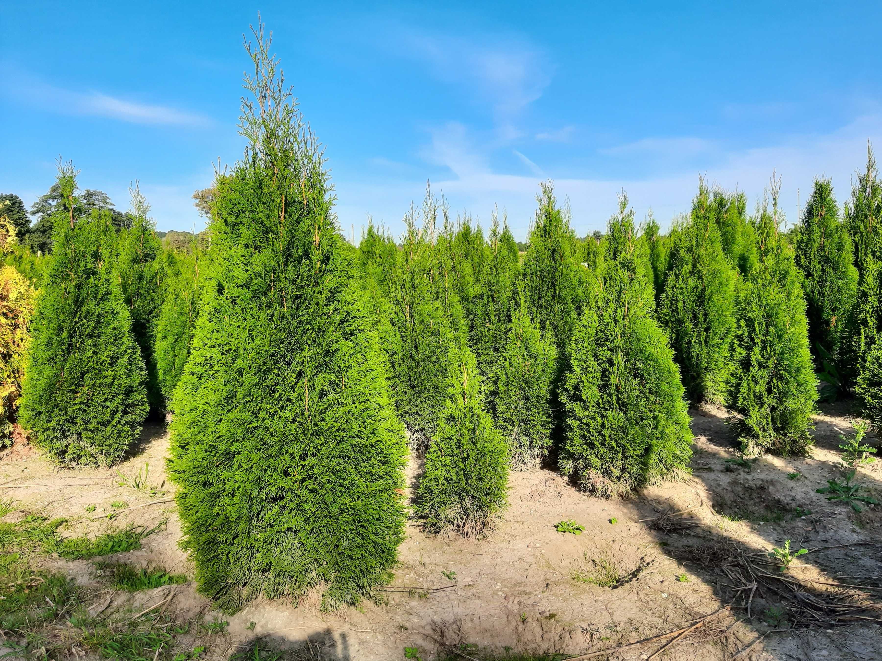 Thuja Smaragd 200,220,240,250cm! Tuja Szmaragd! Sadzenie! Tuje! Dowóz!