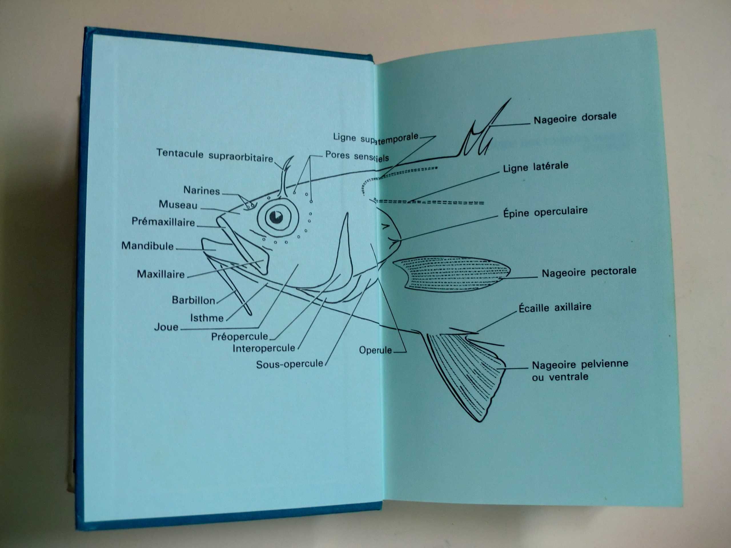 Guide des Poissons Marins d´Europe
de M.L. Bauchot - A. Pras