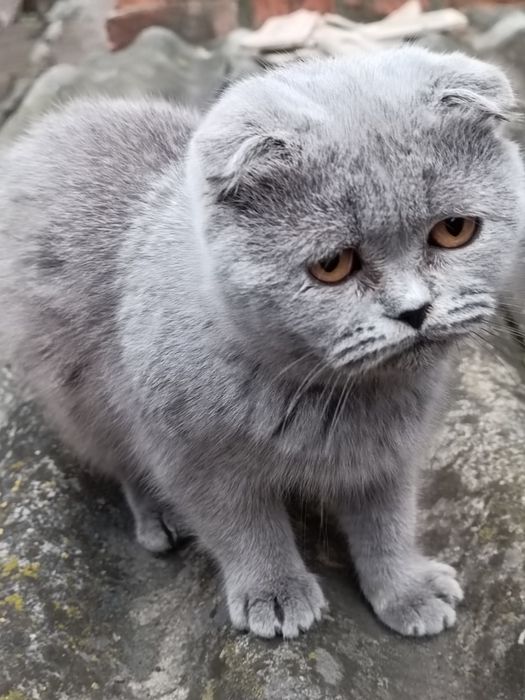 Продам шотландських котів та кішок. Свої.