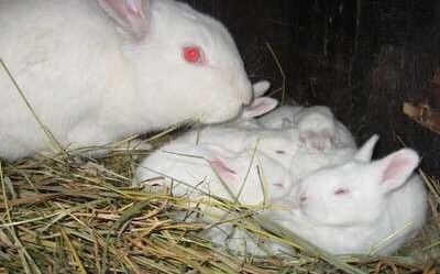 Продам кроликов: Калифорния, Полтавське серебро, Белый паннон.