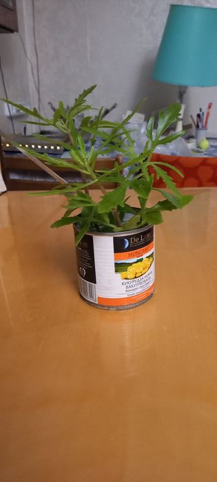 Оленьи рожки(укорененые)