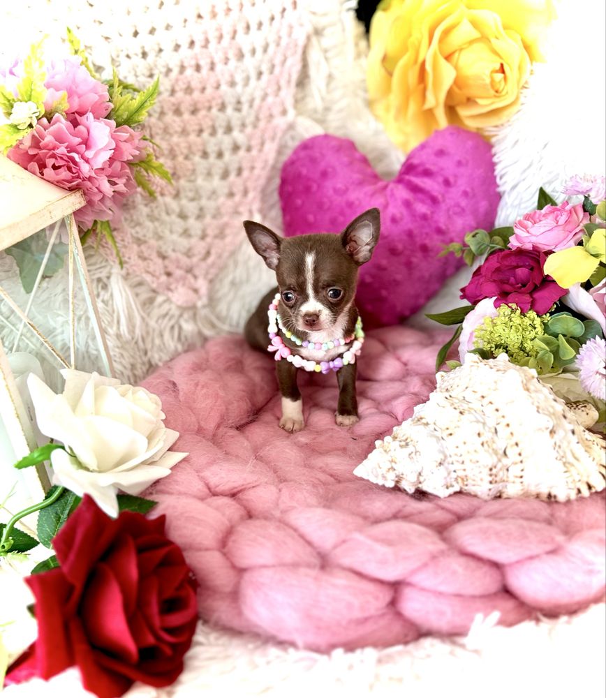 Śliczna czekoladowa malutka suczka chihuahua