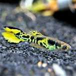 Lote 6 guppys + 10 camaroes