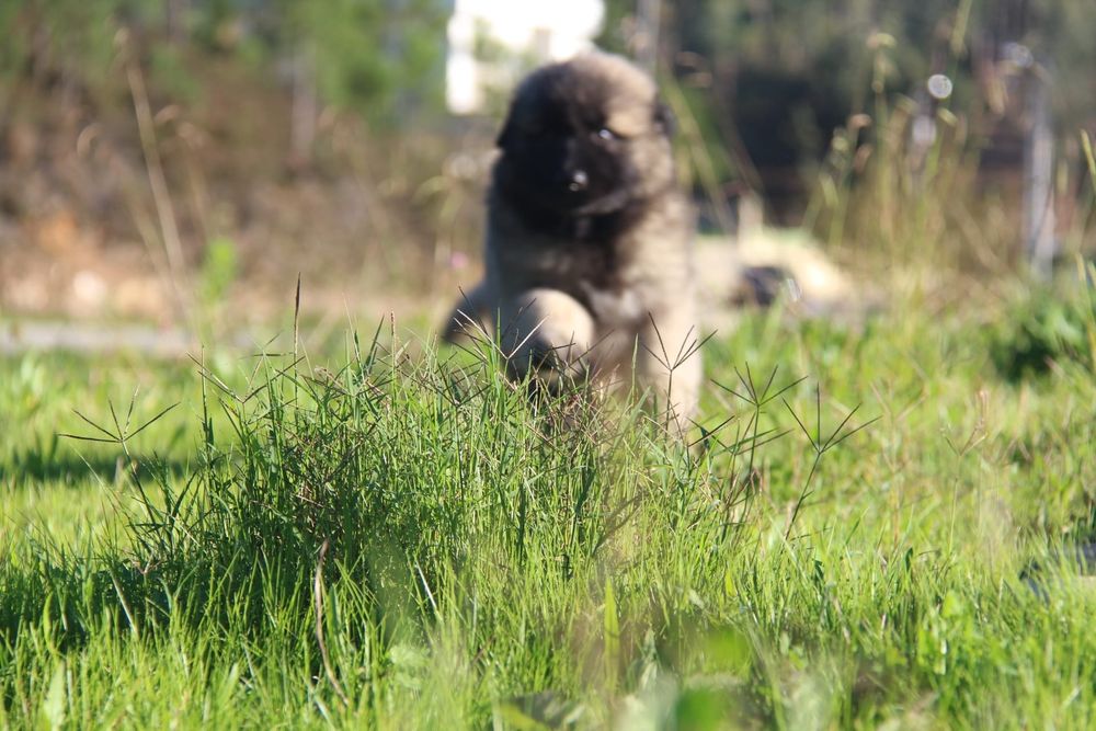 Cachorro Serra da Estrela com Lop