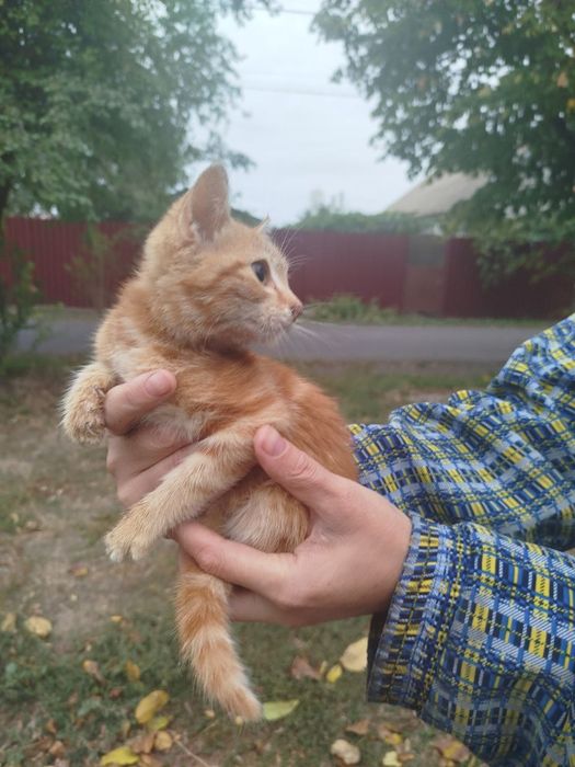 Отдам даром в добрые руки рыжего котенка