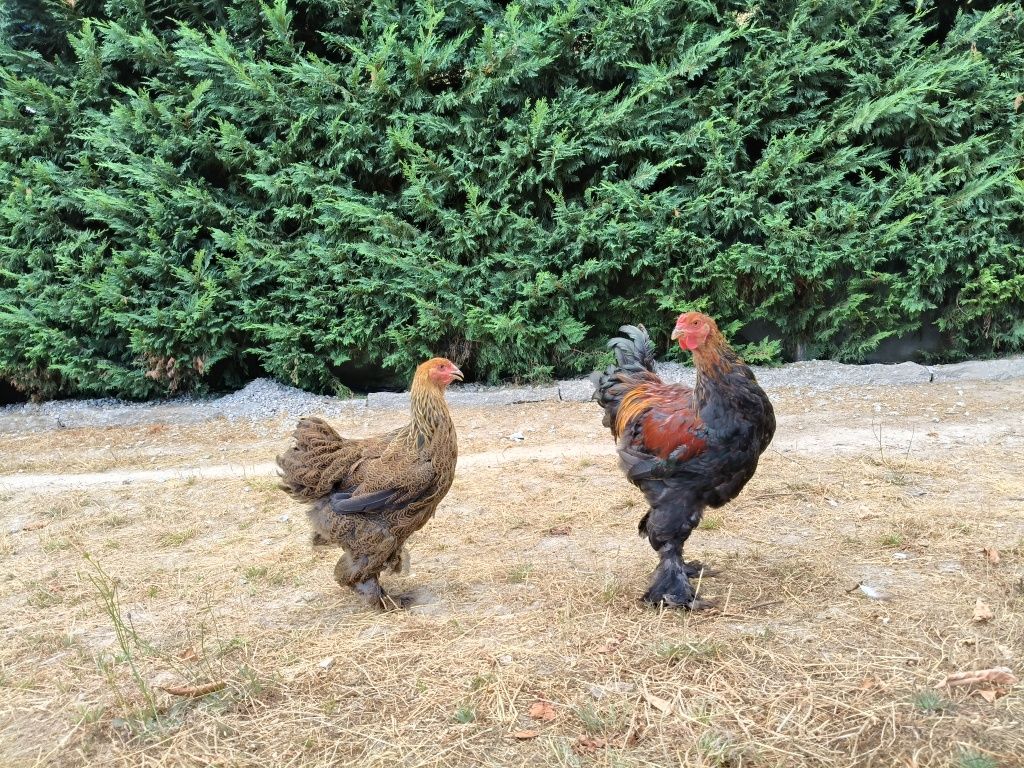 Galos ou Casal Brahma
