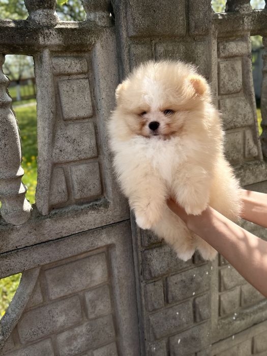Vip Ведмедик шоу класс