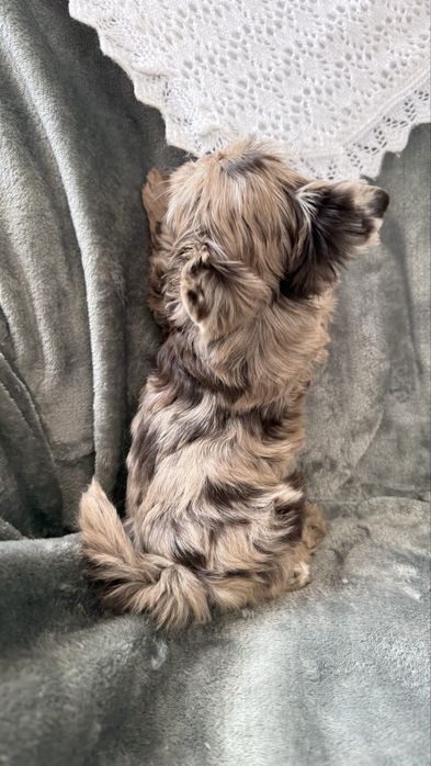 Yorkshire Terrier Chocomerle- sunia