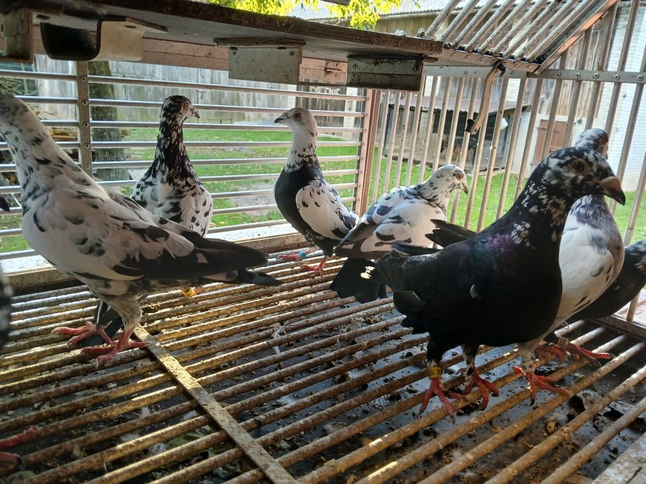 Gołębie pocztowe
