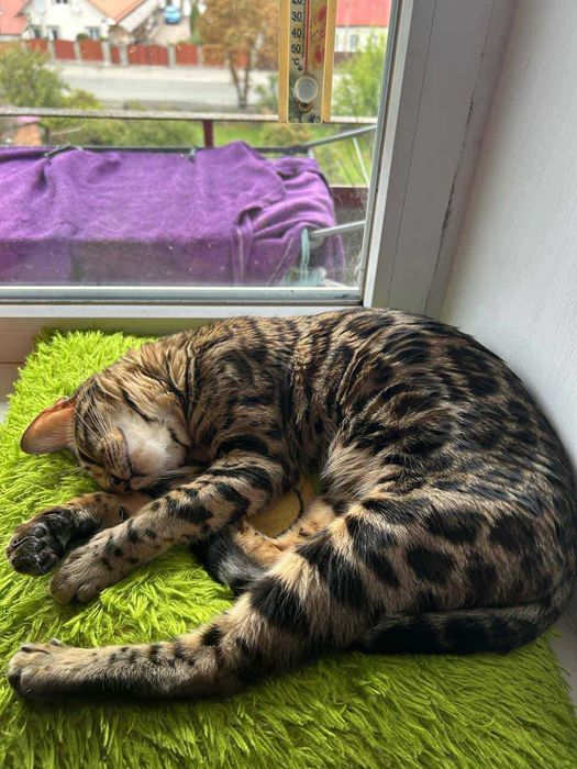 Продам кошенят Бенгал