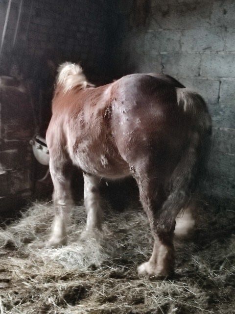 Źrebica kasztanka 16 misięcy