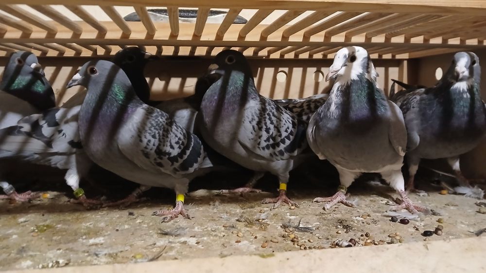 Gołębie pocztowe młode