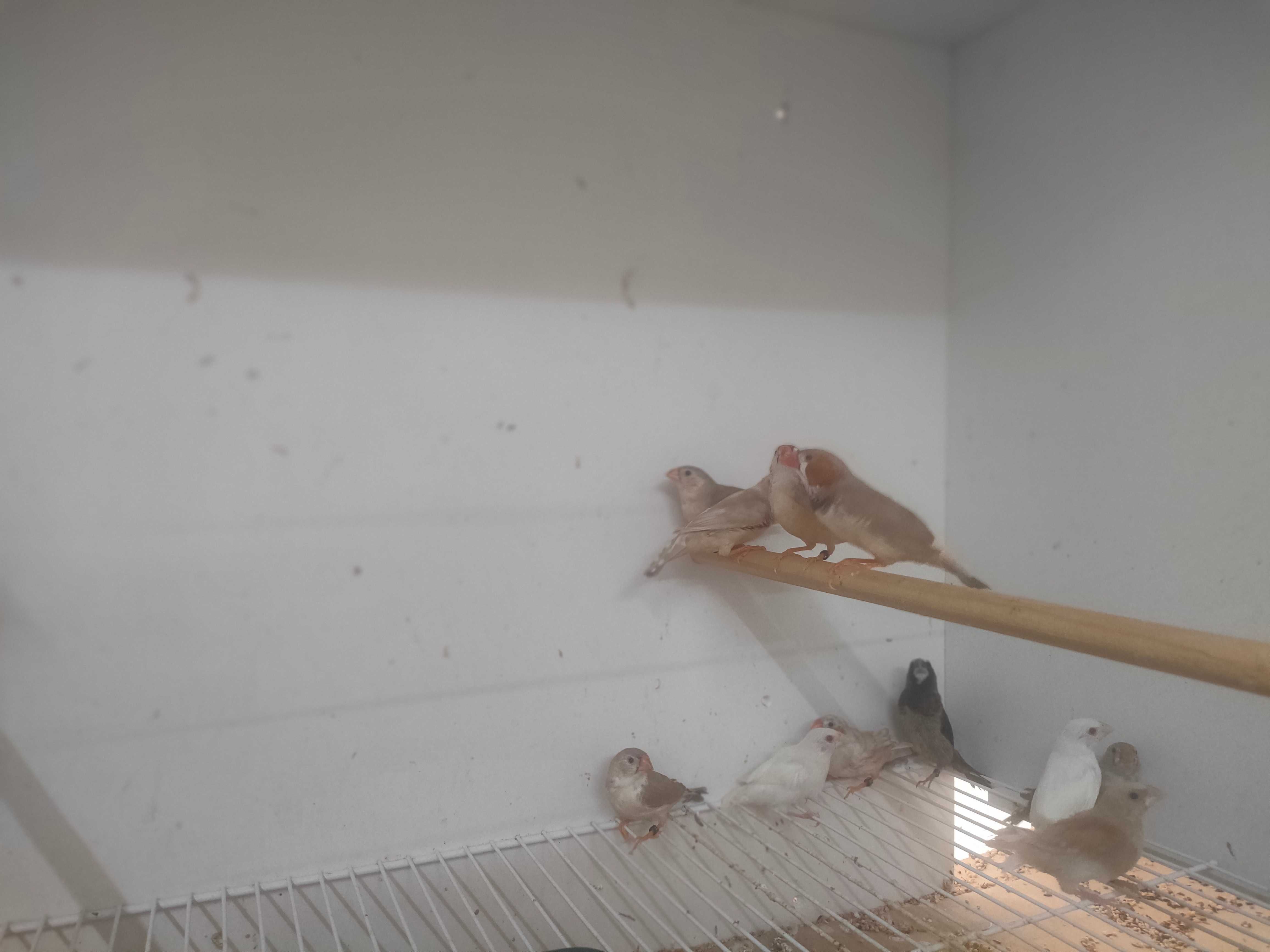 Casal de mandarins