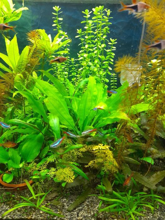 Продам аквариумные растения .