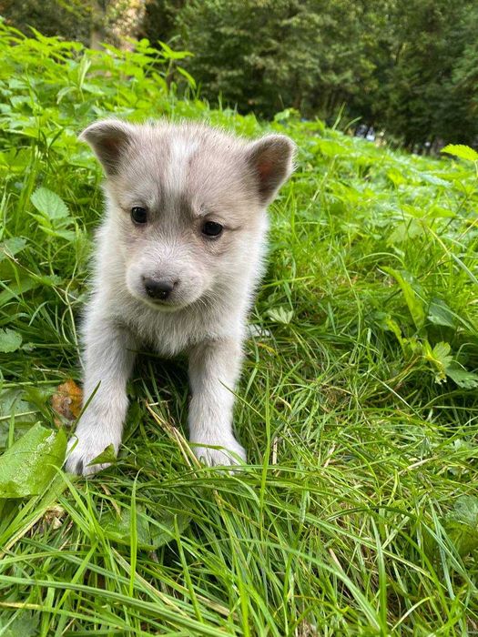 15 СОБАЧОК шукають дім!!! Собачка. Песик. Песики БЕЗКОШТОВНО.