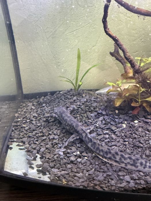 Акваріум 34 літри