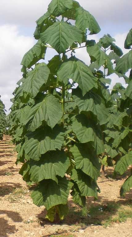 Oxygen tree drzewo tlenowe ShanTong Paulownia sadzonki